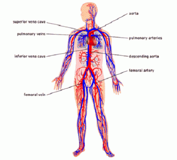 Human Anatomy Physiology Systems Blog